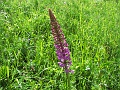 23_Orchis moucheron_1
